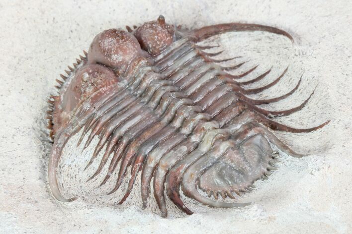 Spiny Cyphaspides Trilobite - Jorf, Morocco #96827